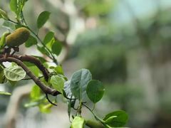 -北京植物园-展览温室