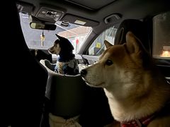 -帕帕拉兹宠物(亚洲旗舰店)