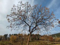 -黄陂区野村谷景区