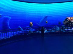 -芜湖新华联大白鲸海洋公园