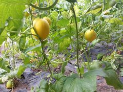 -万源龙顺度假庄园生态观光园