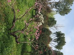 南汇桃花村-南汇桃花村