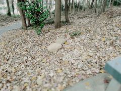 -平湖九龙山旅游度假区