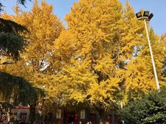 -四川大学(望江校区)
