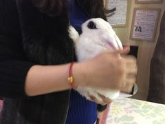 -宠物兔专门店(天丰利市场店)