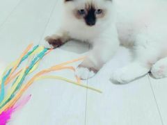 -喵的天空名猫咖啡馆·撸猫·猫舍·用品