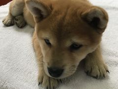 -惠康宠物医院(华能路店)