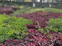 -重庆市江北嘴中央商务区中央公园