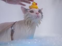 -宠颐生猫科·内科皮肤科(西平世纪城店)