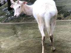 -白鹿洞书院
