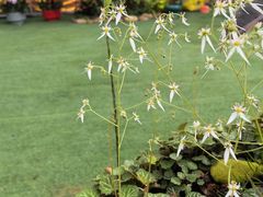 -天适樱花悠乐园