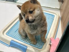 -柴源莊·柴小宠柴犬咖啡