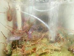 -浪琴湾尾角仔海鲜坊