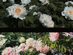 -曹州百花园