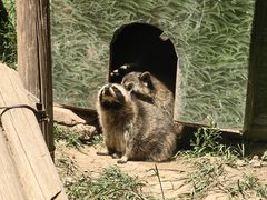 -青藏高原野生动物园