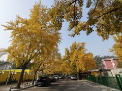 -三里屯东五街银杏大道