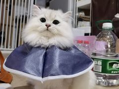 -瑞派康怡24h宠物医院·犬猫医疗中心·微创绝育(瑞景分院)