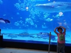 -烟台海昌鲸鲨海洋公园