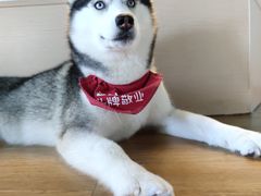 -Husky Go! 哈士奇体验馆·宠物咖啡厅狗咖