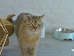 -喵屿·大理花园猫咖