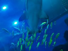 -成都浩海立方海洋公园