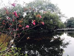 -西湖外事游船(花港观鱼码头)