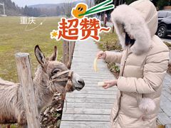 -武陵山森林公园