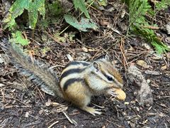 -五营红松林海景区