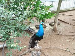 -西霞口神雕山野生动物世界