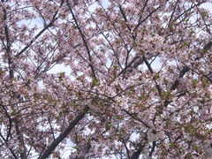 -高东镇樱花园