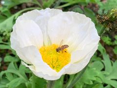 -天适樱花悠乐园