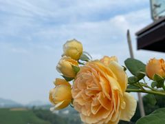 -龙坞茶村