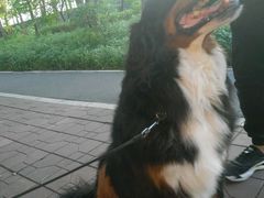 -瑞鹏宠物医院·骨科·猫科·内科(第一中心)