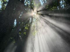 -西双版纳原始森林公园