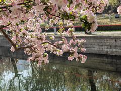 -海棠花溪(元大都城垣遗址公园)