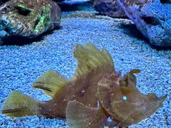 -上海海洋水族馆