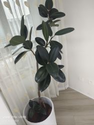 -HEYAN荷妍专业脱毛连锁机构
