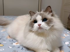 -momokira米努特·德文卷毛猫·棉花面纱犬