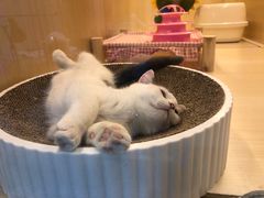 -momokira米努特·德文卷毛猫·棉花面纱犬