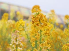 -中国天府农业博览园