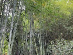 -深圳仙湖植物园