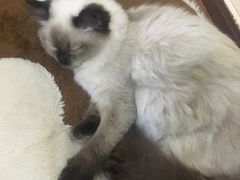 -李小姐の猫咖啡馆(五角场店)