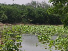 -盘龙城国家考古遗址公园