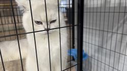 -镁连社·美联社