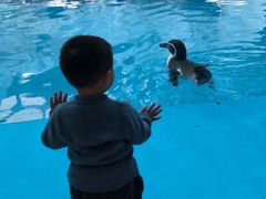 -帝企鹅自助餐厅•儿童岛•真企鹅(长隆企鹅酒店)