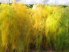 -万源龙顺度假庄园生态观光园