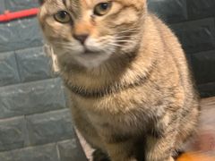 -化龙桥九宫格火锅(清水河店)