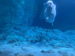 -珠海长隆海洋王国