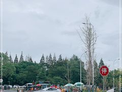 -上海滨江森林公园