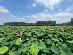 -渌洋湖湿地公园